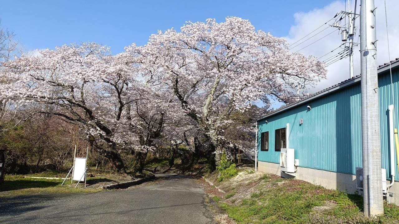桜が咲きました！ | 北茨城ファーム